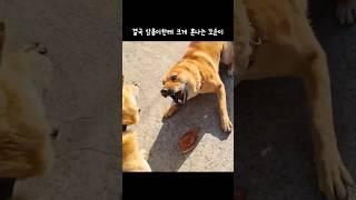 한판 붙었습니다