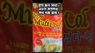30년 감자농사 전문가의 추비 비료 주는 노하우
