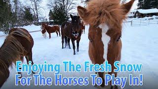 FRESH SNOW For All The Horses To Play In!
