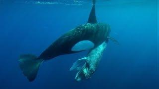 Killer whales hunting a Humpback whale calf and eating its tongue!!!