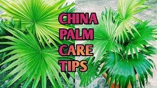 How to care CHINA PALM/Fan palm/Indoor plant. Best Care Tips and Fertiliser