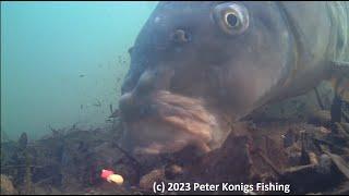 Winter Carpfishing Underwater - Winter karpervissen in Nederland