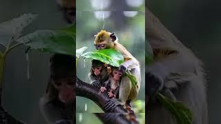 #viralvideo  #viralshorts #shortsvideo #shorts #shortsviral #funny #fun #fyp #comedy #movie #monkey