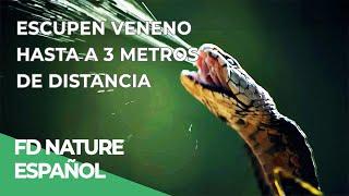 Veneno en la Sombra, Cobras del Mundo | Free Documentary Nature - Español