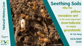 Seething Soils: The yellow meadow ant is the most important invertebrate in many grasslands