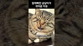 잠에빠진 냥냥이가 귀여운 이유