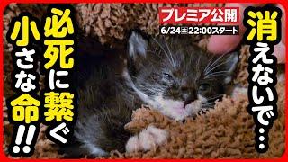 【子猫 保護】今にも消えそうな小さな命...必死に繋ぎます【前編】