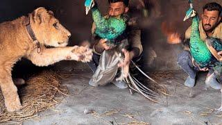 Hamara Peacock Lion K Ghr Main Chla Giya