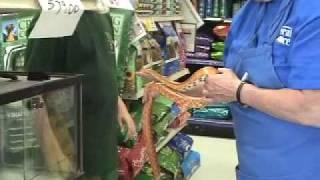 Corn Snake, Ball Python + Fat-tail Geckos '09