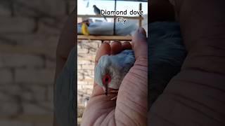 diamond dove fly #diamonddove #dove #shorts #youtubeshorts #viral #fly