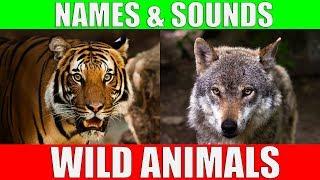 Wild Animals Names and Sounds for Kids to Learn | Learning Wild Animal Names and Sounds for Children