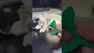 White Anemone