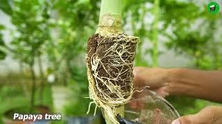 Ready to grow your own papaya tree at home?