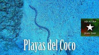 Superb diving in Playas del Coco, Costa Rica, 13 January 2024 | Punta Argentina & Tortuga!