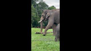 Meet Asian elephant dad Doc!