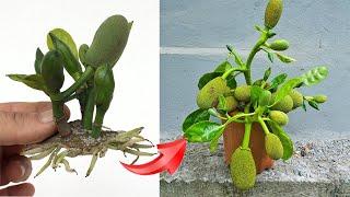 Propagating jackfruit trees with aloe vera helps the tree produce fruit the fastest