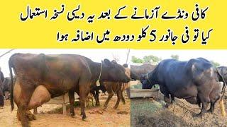 Milk Increase Krny ka Desi Nuskha ll Desi Formulla to Increase Milk Production of Cow and  Buffalo