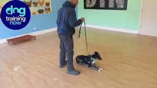 Dog Training Now Video