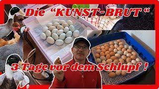 Die Kunst-Brut ! Die Eier kommen auf das Schlupfgitter ! 3 Tage vor dem Schlupf .