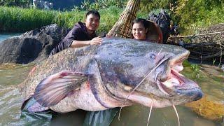 How to trap giant catfish in the rainy season on the river