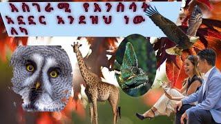 አስደናቂ  የእንስሳት  አኗኗር ይህ ይመስላል|This is what an amazing animal life looks like #tadele