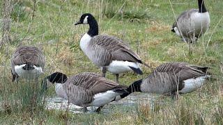 Canada Geese Feeding, Drinking and Preening | Canada Goose Sounds