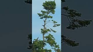 pair of ravens pestering a bald headed eagle