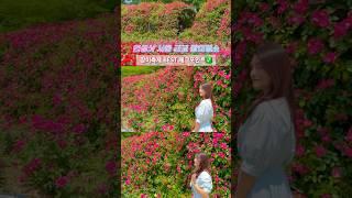 #서울장미명소 #서울대공원장미원축제 #shorts #경기도가볼만한곳