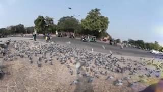 Birds flying all over 360 degree