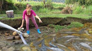 Hunting Wild Fish: The Girl Use Cannon Pump Sucks Water From Puddles, Catching Many Big Fish