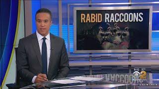 6 Rabid Raccoons Found In NYC, Health Department Says