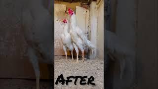 Before or after white shamo #love # poultry