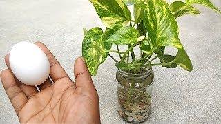 Best natural fertilizer for any water plants | Homemade free fertilizer