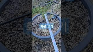 #블루베리 #화분크기실제측정. #블루베리 화분크기계산법. '블루베리 연식 × 10cm = 화분크기'  #화분재배단점이다.
