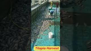 #short 1 Tilapia Harvest in BioFloc Culture in UAE