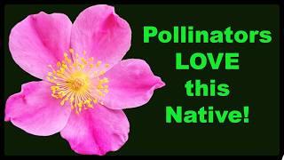 6 Spectacular Native ROSES for Your Pollinator and Wildlife Garden!