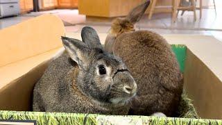 Bunnies Review Small Pet Select Hay!