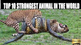 Top 10 strongest animals in the world | unseen realms