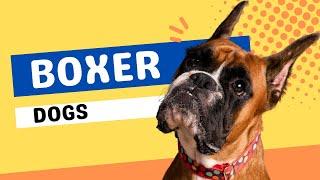 Top 10 Boxer Dog Facts  - Dogs 101