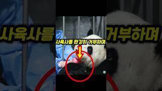 아이바오의 육아 스킬이 위대한 이유