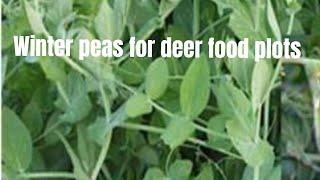 Forage winter peas for your deer food plots.