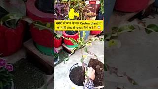 How to care and new croton plant repotting|repot plant🪴|croton plant#trending#youtubeshorts#shorts