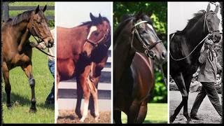 Top 20 Most Influential Broodmares in Horse Racing History!