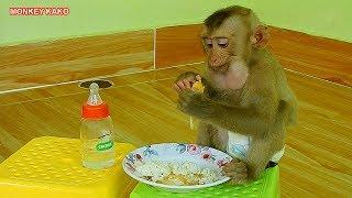 Baby Monkey Kako Enjoying Fried Egg With Rice For Breakfast | Baby Monkey Eat Fried Egg