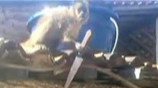 Drunk monkey attacks bar patrons with knife