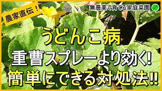 【うどんこ病】今年は要注意！正しいうどんこ病予防と対策を徹底解説！【有機農家直伝！無農薬で育てる家庭菜園】　24/6/15