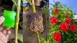 Grafting technique how to grow hibiscus plant || Hibiscus grafting