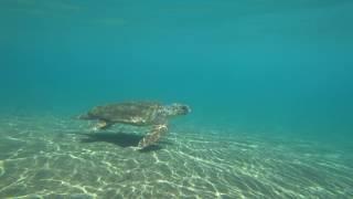 Turtle at Iztuzu Beach, Dalyan, Turkey