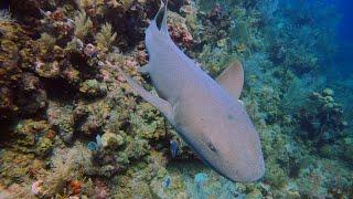 Roatan and Utila June 2024 Scuba Diving 4K