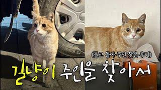 집에 들어온 길냥이 주인 찾아간 후기